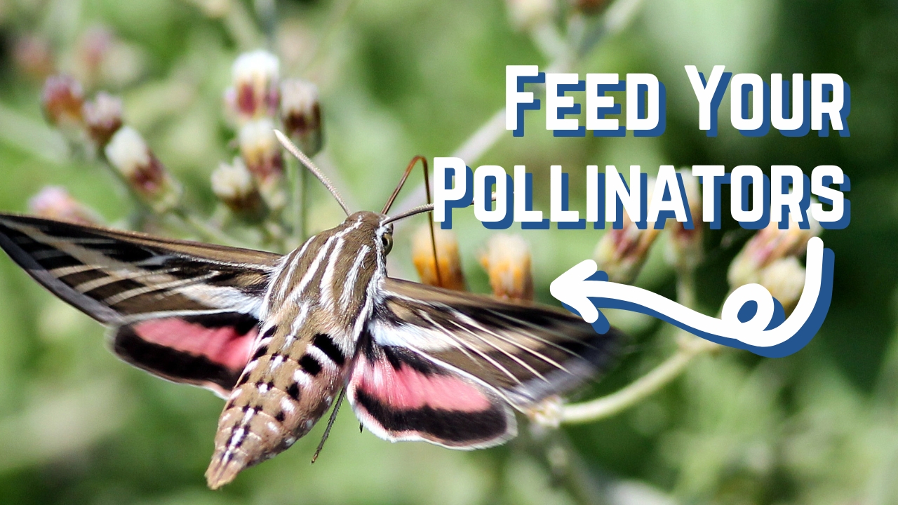Pollinator Garden Basics – Videos – Mother Earth News
